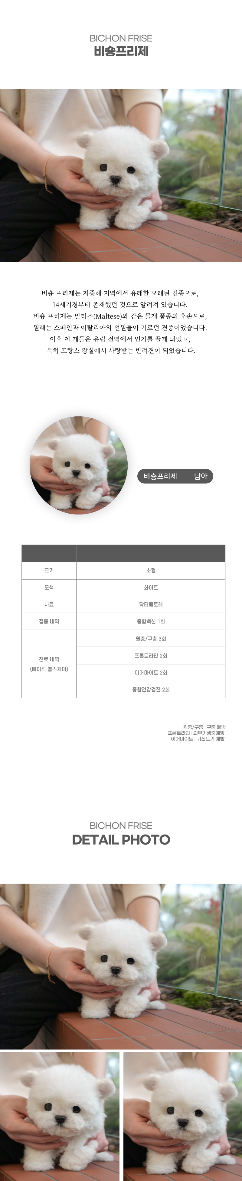 미니비숑_상세이미지_2